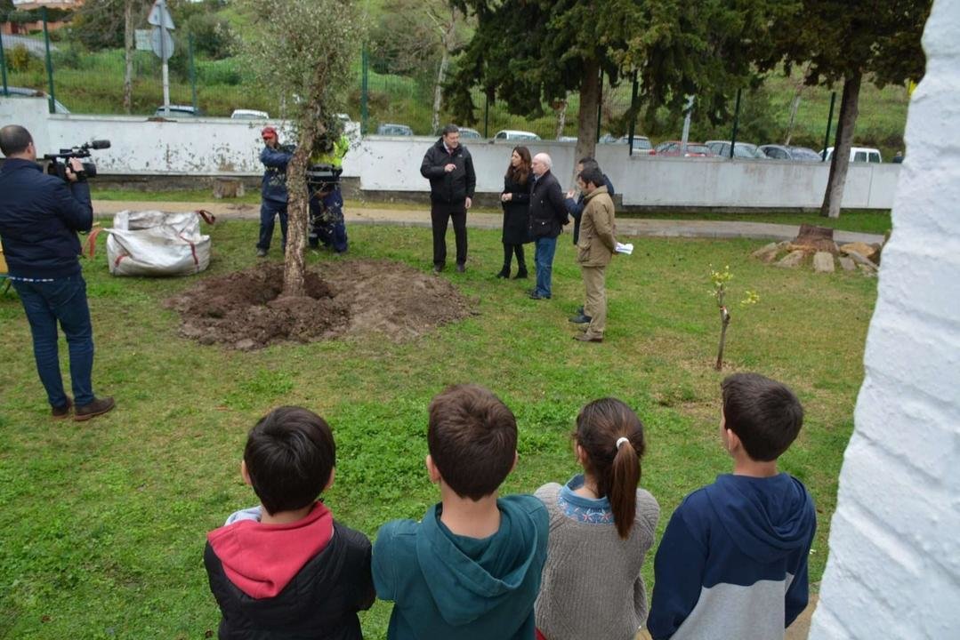 Plantación arbol