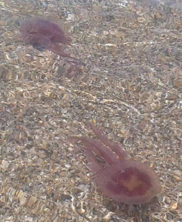 Medusas en Torreguadiaro